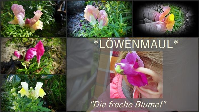 LÖWENZAHN die freche Blume 700.jpg