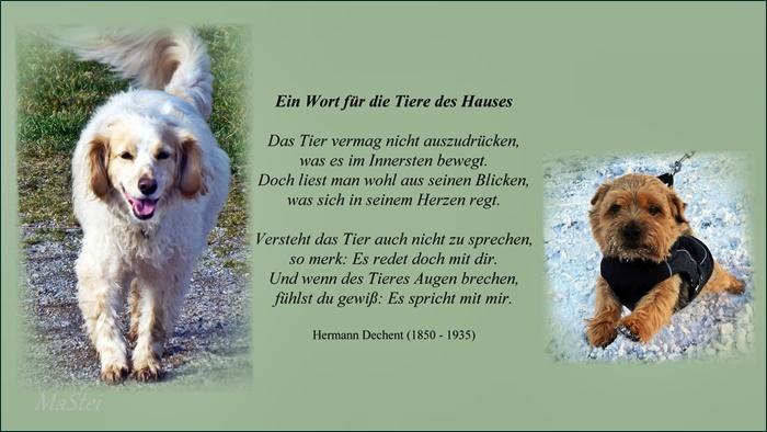 Tiere des Hauses 700.jpg