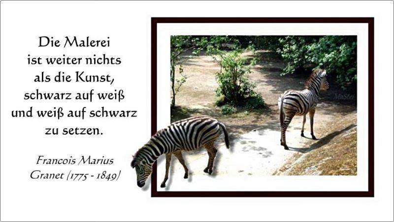 Zebra-Doppel 800 + Spruch.jpg