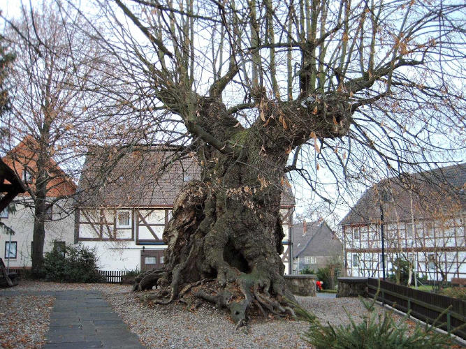 dicke Linde Upst Baum2a.JPG