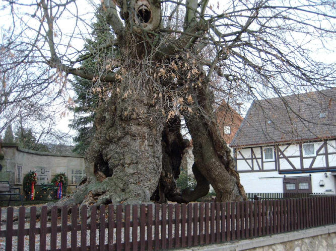 dicke Linde Upst Baum4a.JPG