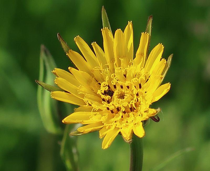 Wiesenbocksbart Tragopogon pratense3.JPG