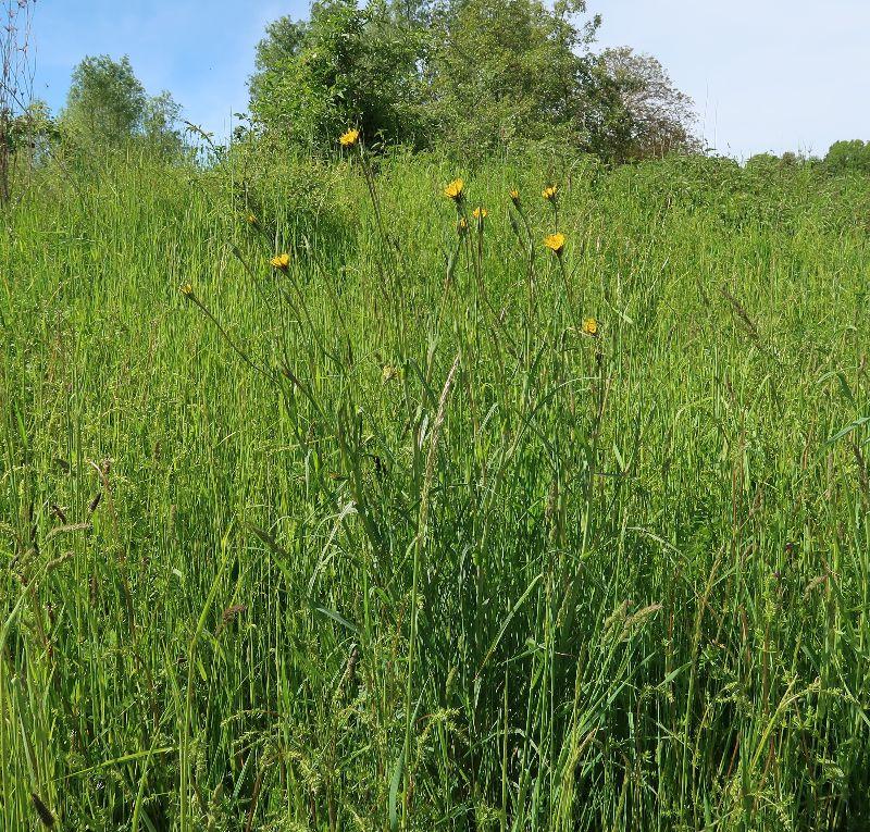 Wiesenbocksbart Tragopogon pratense4.JPG