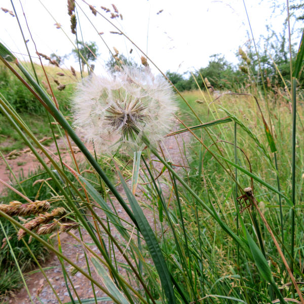 Wiesenbocksbart Tragopogon pratense2a.JPG