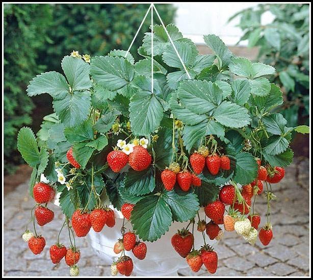 erdbeeren-auf-den-balkon-pflanzen (2).jpg