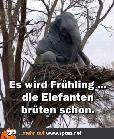 fruehling-400x445.jpg