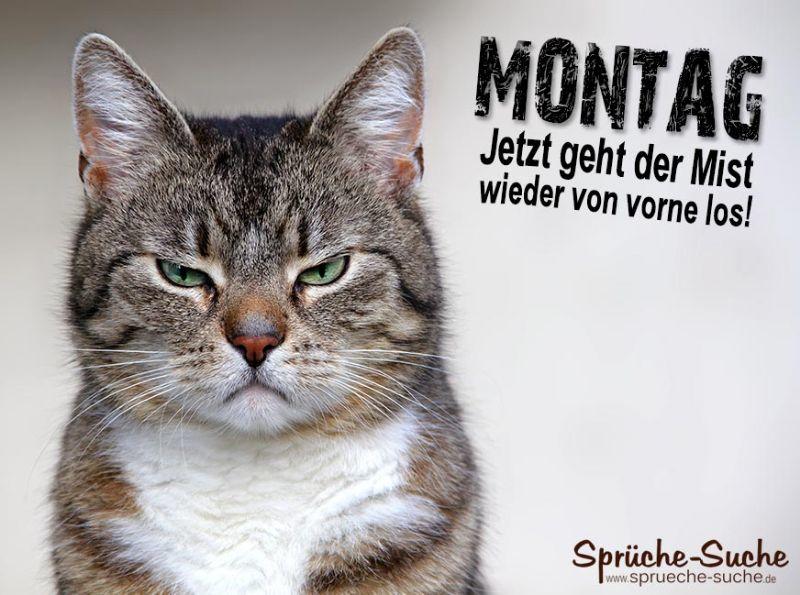 montag-katze.jpg