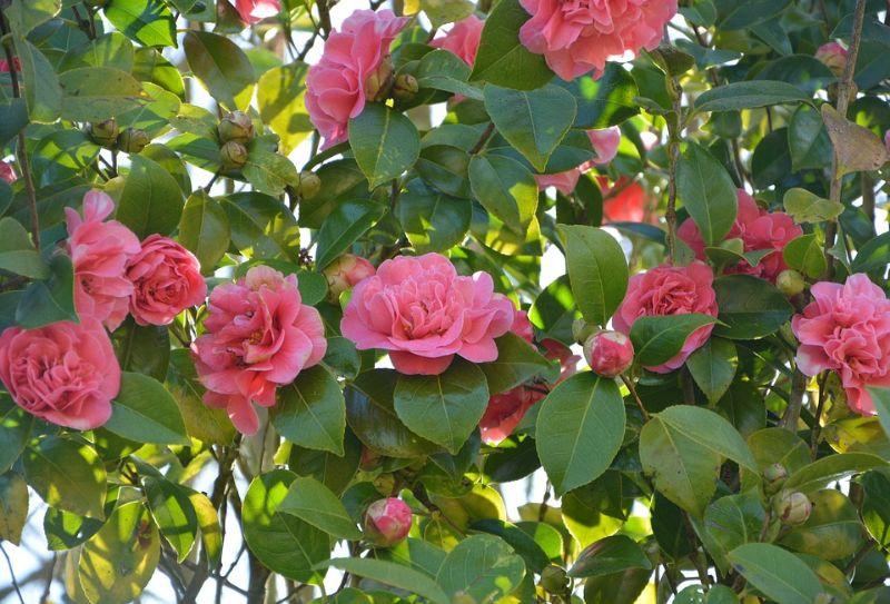 camellia-pink-flower-3237183_960_720.jpg