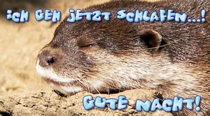 684319_3_fischotter-schlaeft.jpg