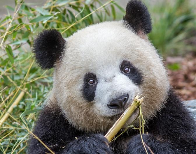 image-01-2-pandaba-r-meng-meng-zoo-berlin-juli-2017-ausschnitt.jpg