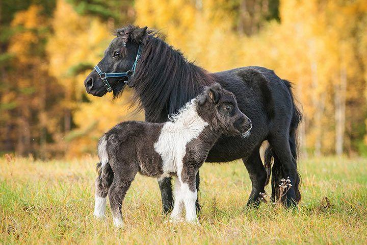 shetlandpony_stute_fohlen_l.jpg