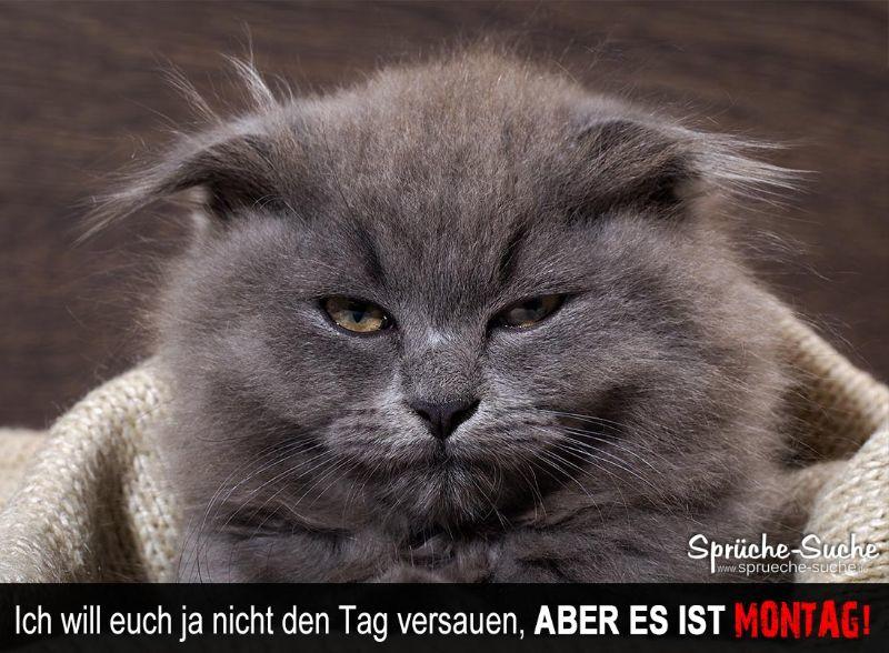 lustiger-spruch-montag-mit-katze.jpg