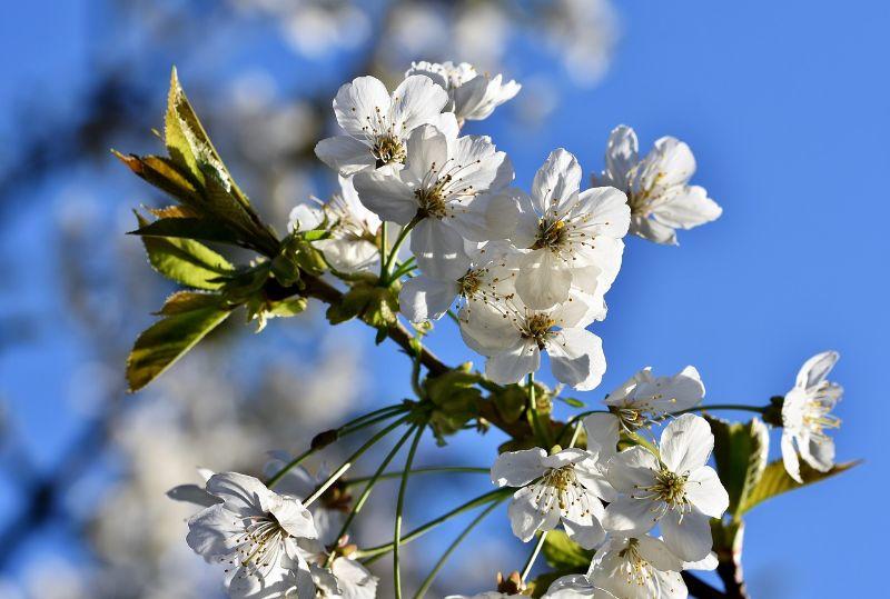 ornamental-cherry-4143674_1280.jpg