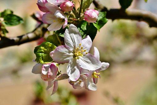 apple-blossoms-4181233__340.jpg