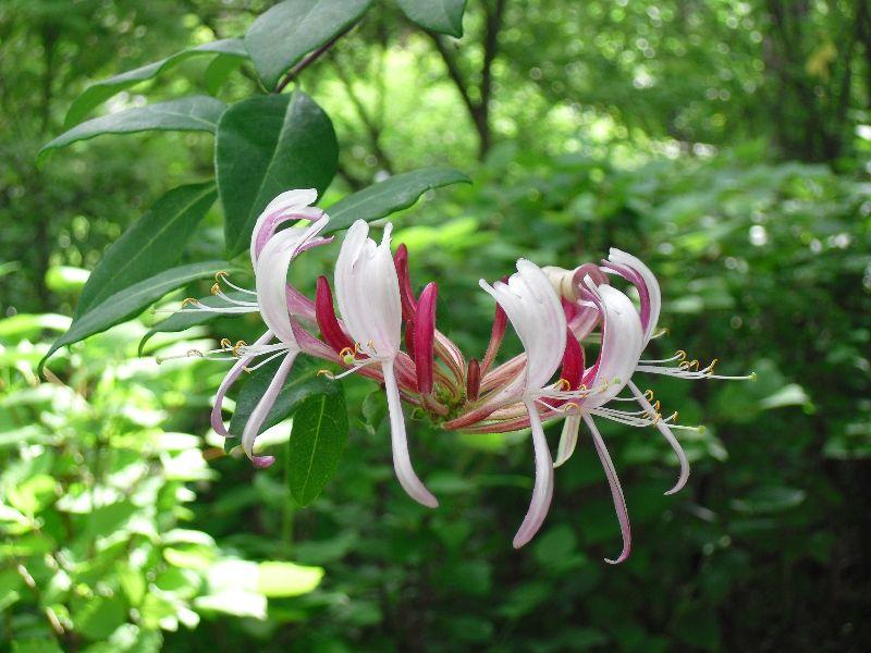 Geißblatt-Blüte.JPG