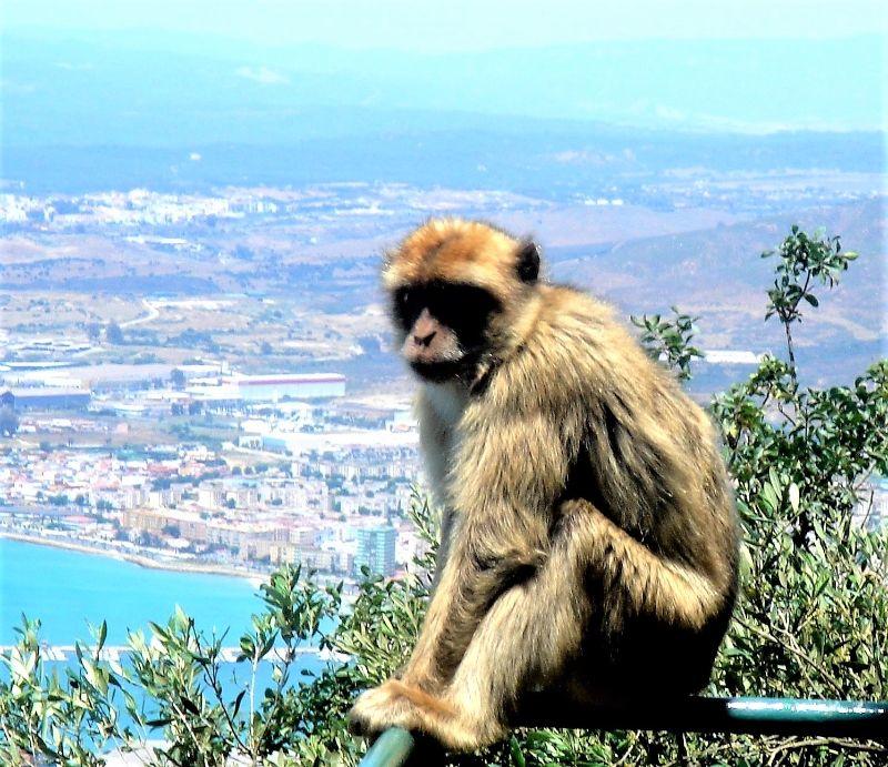 Gibraltar_Affe auf Gibraltar2.JPG