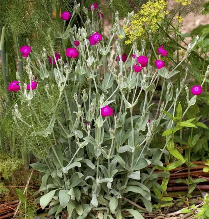 Lychnis-coronaria.jpg