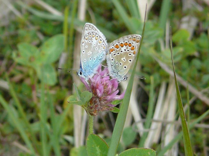 Wiesenbläulinge.jpg