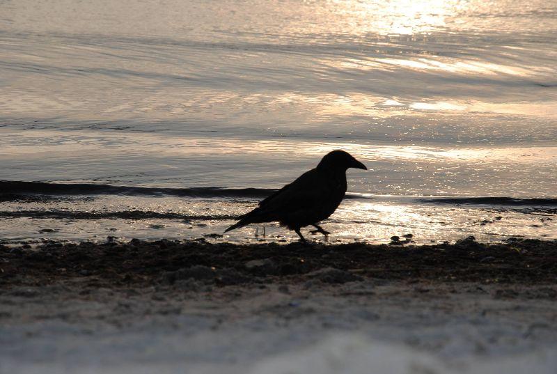 Krähe am Meer.JPG