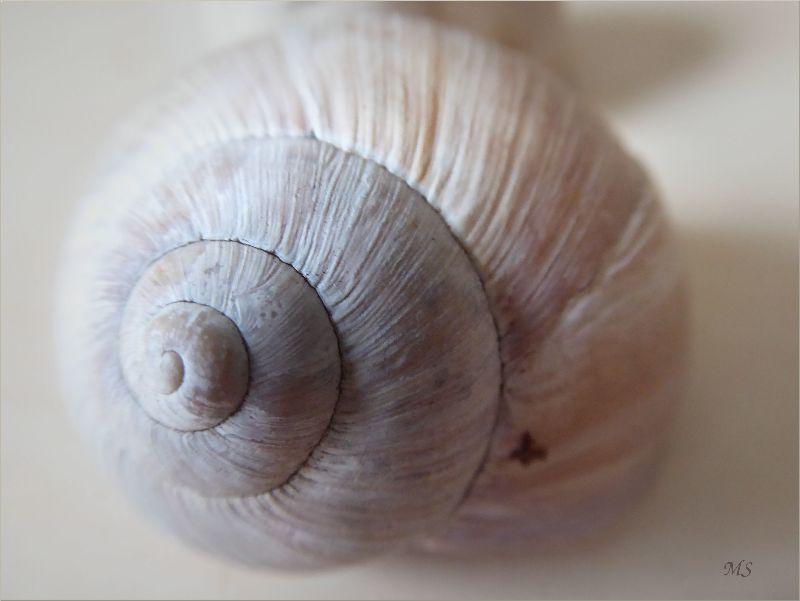 Schnecke.JPG