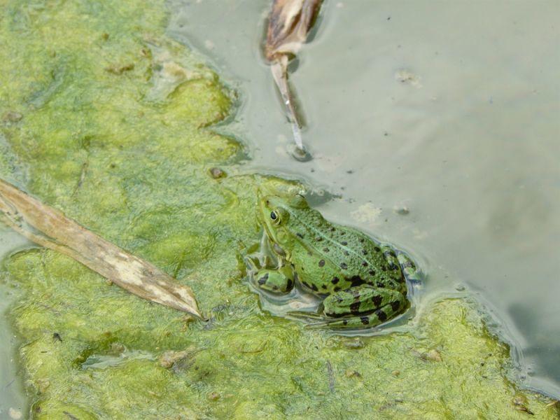 __frosch__23.JPG