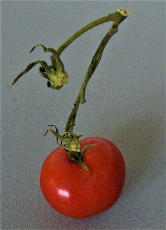 __tomate2345.JPG