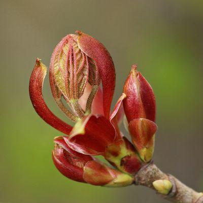 Die Natur erwacht wieder.jpg