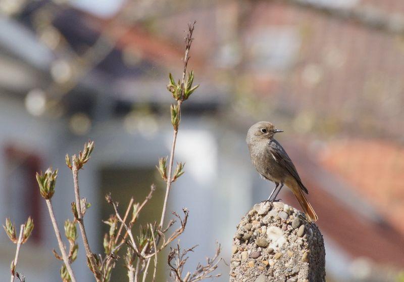 Gartenrotschwanz, Blick zurück.JPG