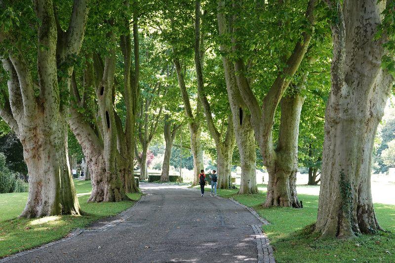 Stadtgarten Karlsruhe.JPG