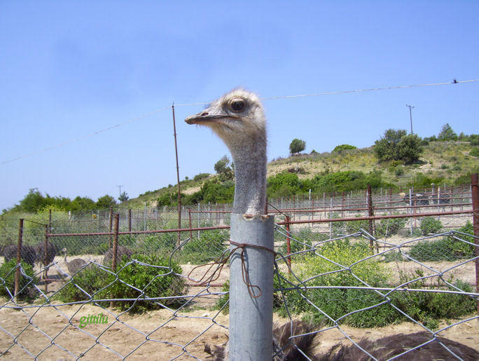 Straußenfarm Alanya.jpg