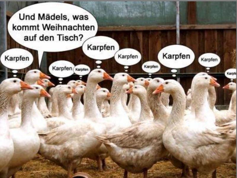 Gans essen.JPG