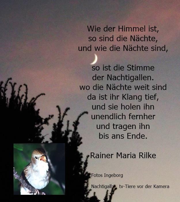 Rilke-Nachtigallen.JPG