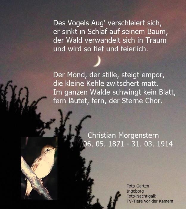 Morgenstern, Chr.-Vogels Aug'.JPG