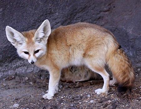 Fennec_Fox_Vulpes_zerda.jpg