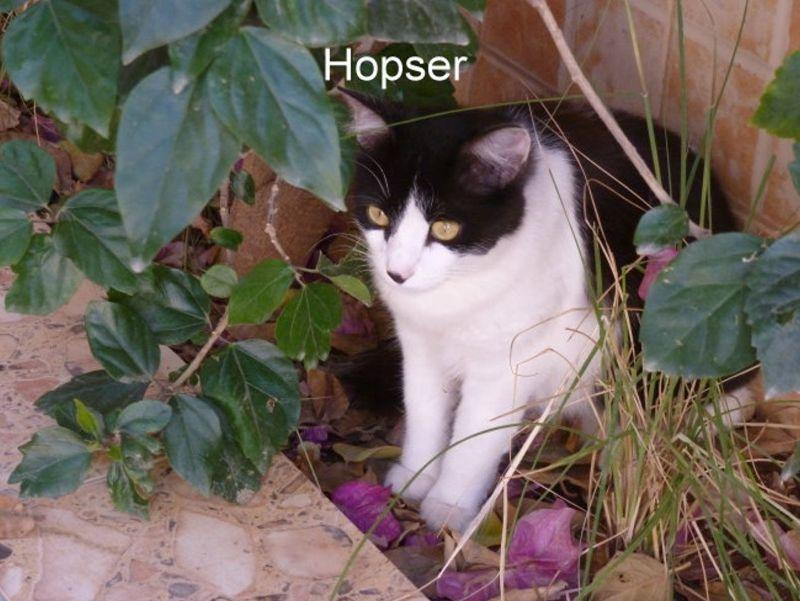 hopser.jpg