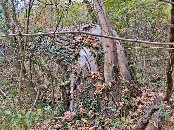 Baum in die Knie 2.jpg