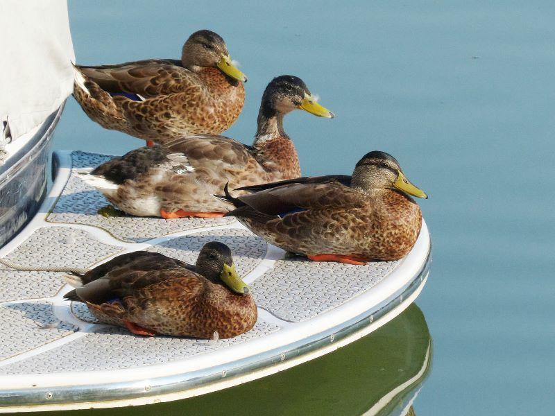 Wildenten auf Boot 1.jpg