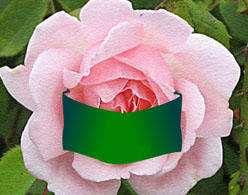 Rose rosa 4.jpg