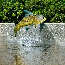 fish2.jpg