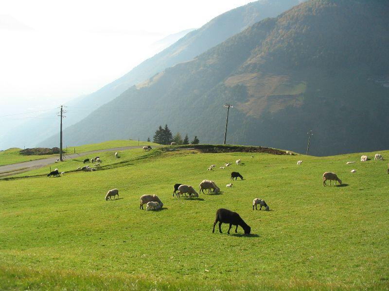 Schafe in Südtirol.JPG