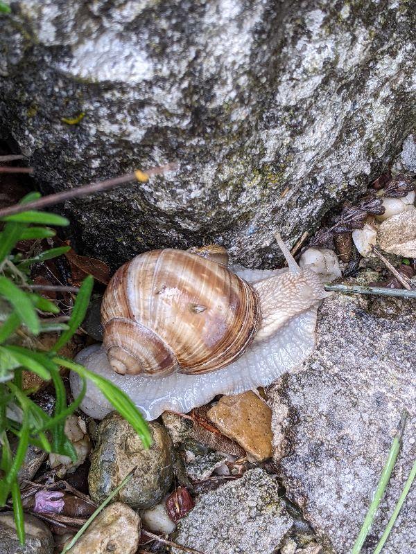 Schnecke.jpg