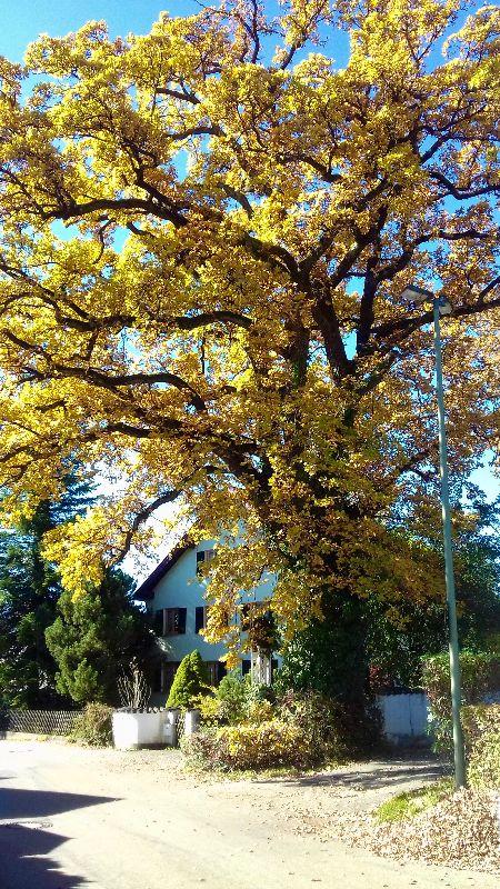 Eiche im Herbst.jpg