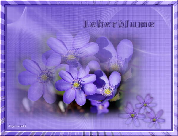 leberblume fertig.jpg