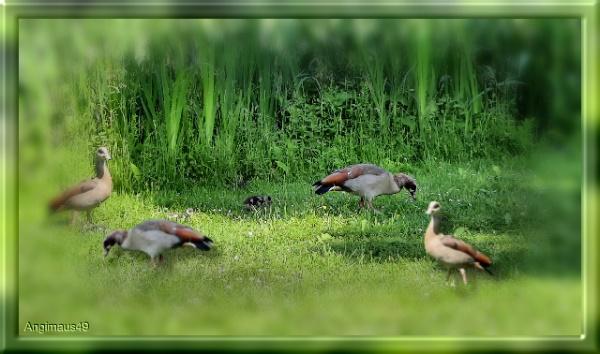 vögel am bach.jpg