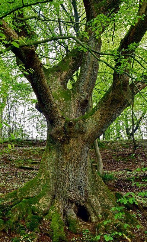 sonntag baum 6.5..jpg