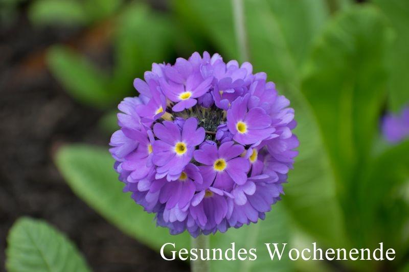 1- Primula_Denticulata_EDI.jpg