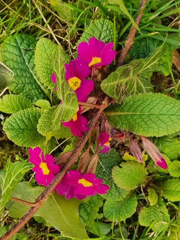 Der Frühling kommt 09.02.2022.jpg