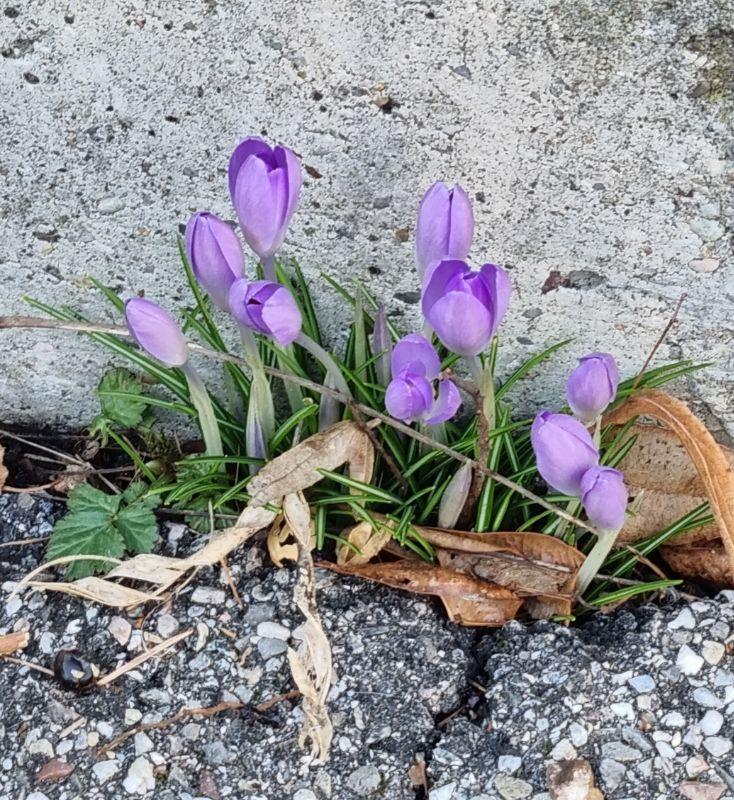 Der Frühling kommt - 03 12.02.2022.jpg