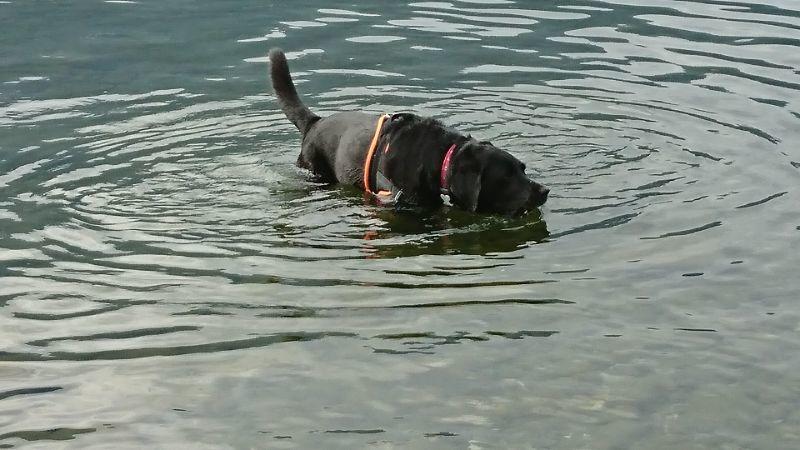 Gwenli im Lago Maggiore.JPG