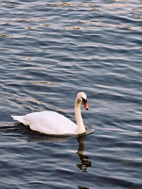 Spazierweg am Rhein - Schwan 04.05.2022.jpg